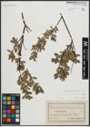 Foto von Salix arbuscula L.